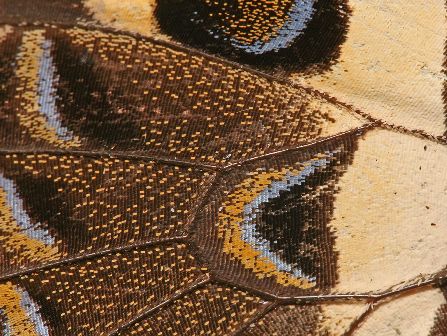 Wing of citrus swallowtail